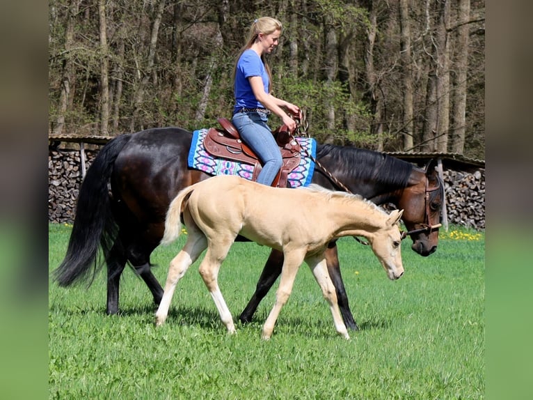 American Quarter Horse Hengst  Palomino in Schlammersdorf