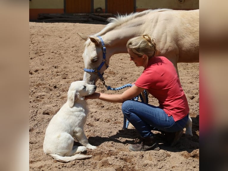 American Quarter Horse Hengst  Palomino in Schlammersdorf