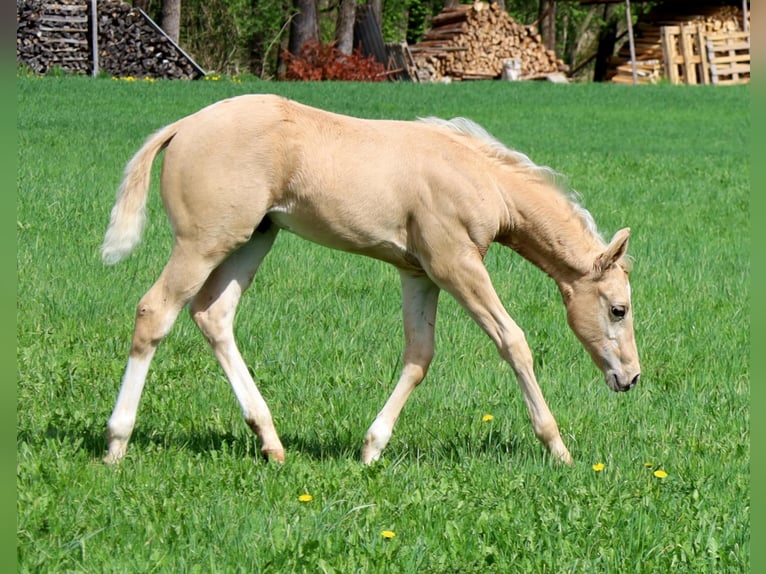 American Quarter Horse Hengst  Palomino in Schlammersdorf