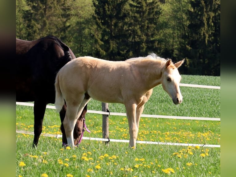 American Quarter Horse Hengst  Palomino in Schlammersdorf