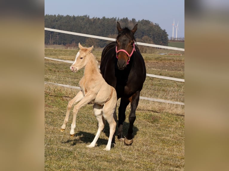 American Quarter Horse Hengst  Palomino in Schlammersdorf