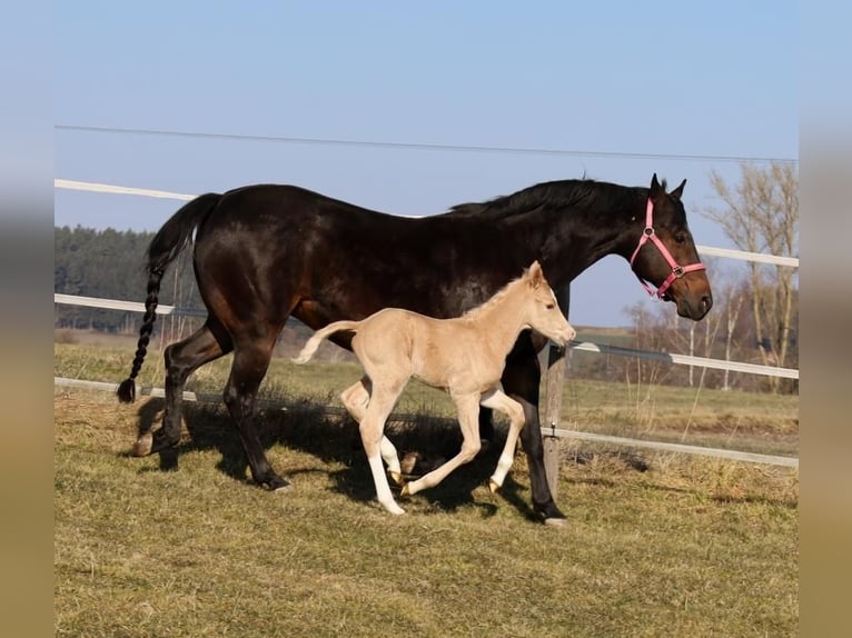 American Quarter Horse Hengst  Palomino in Schlammersdorf