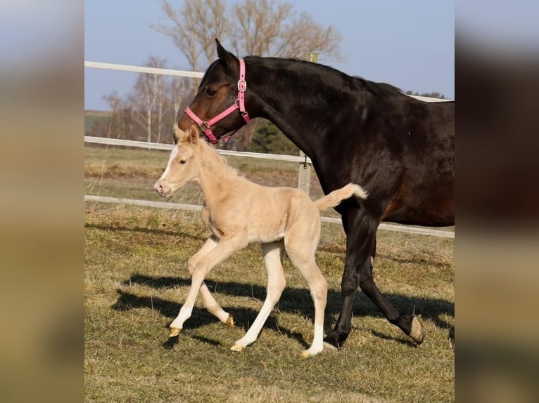 American Quarter Horse Hengst  Palomino in Schlammersdorf