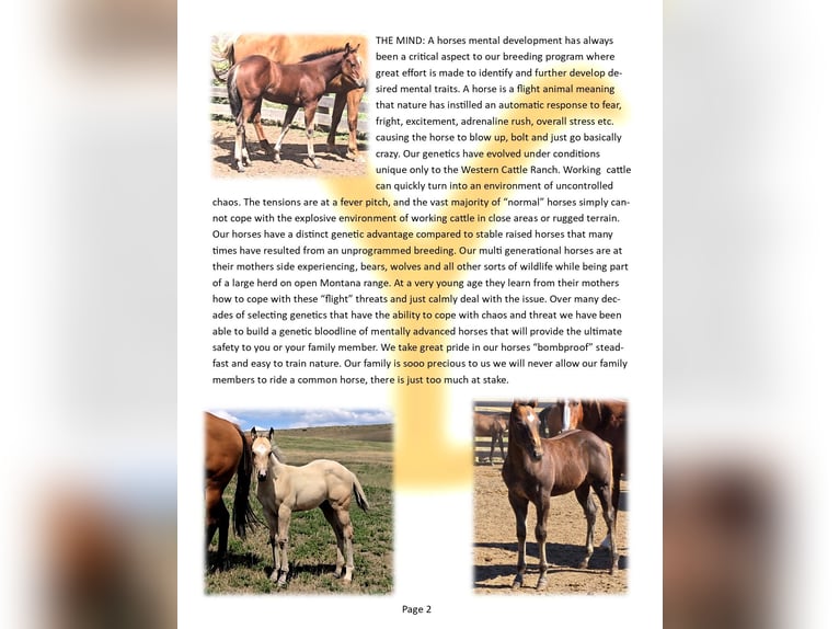 American Quarter Horse Hengst Fohlen (05/2025) Palomino in Denton