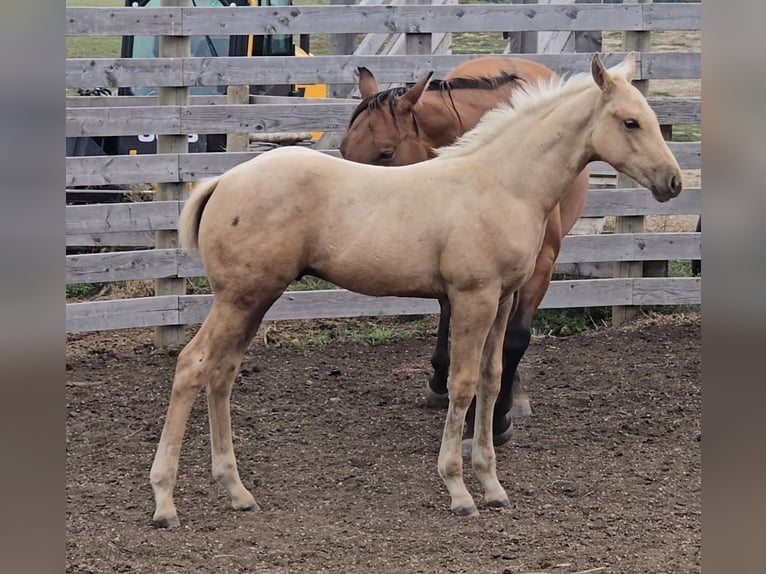 American Quarter Horse Hengst Fohlen (05/2025) Palomino in Denton