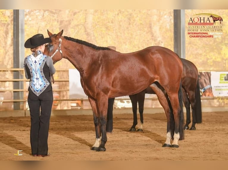 American Quarter Horse Hengst Fohlen (02/2026)  in Pöttsching