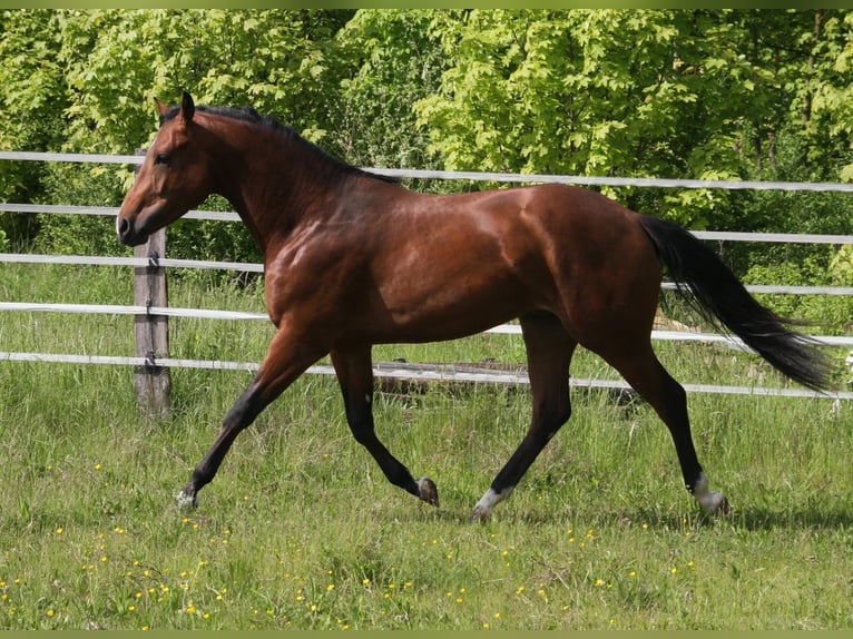 American Quarter Horse Hengst Fohlen (02/2026)  in Pöttsching