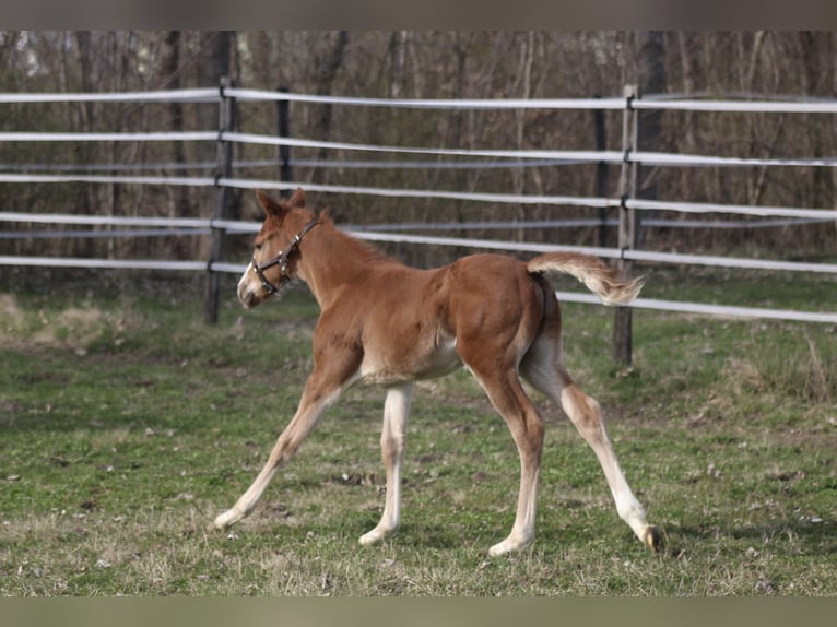 American Quarter Horse Hengst Fohlen (02/2026)  in Pöttsching