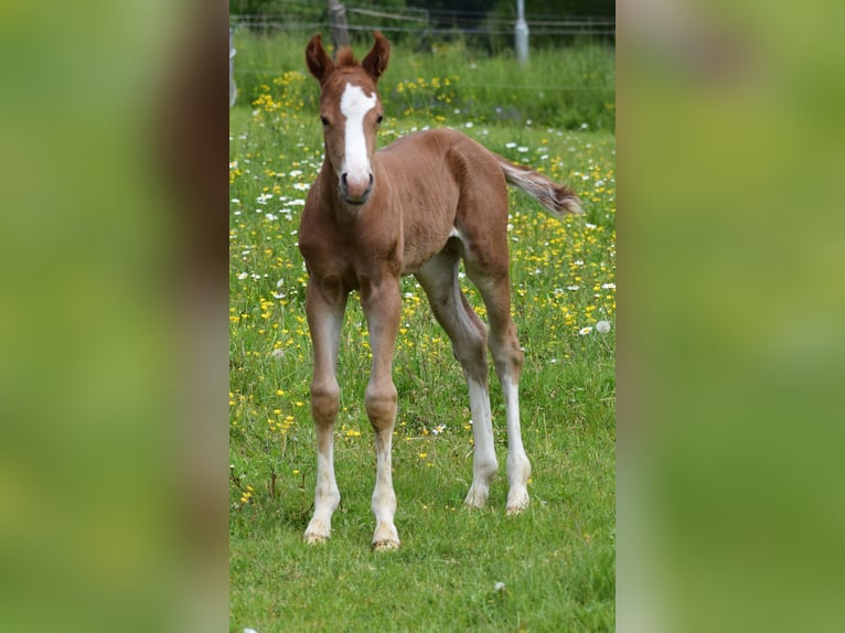 American Quarter Horse Hengst  Rappe in Prosečné/Trutnov