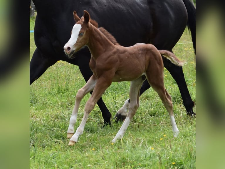 American Quarter Horse Hengst  Rappe in Prosečné/Trutnov