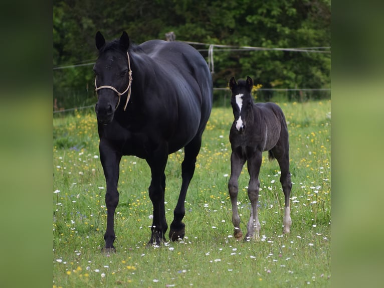 American Quarter Horse Hengst  Rappe in Prosečné/Trutnov