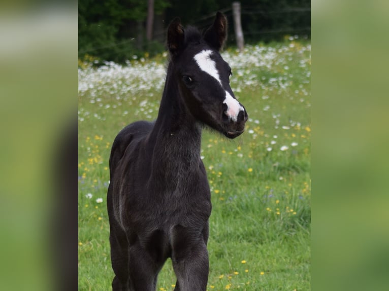 American Quarter Horse Hengst  Rappe in Prosečné/Trutnov