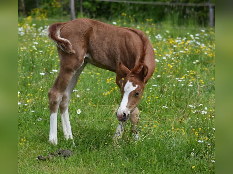 American Quarter Horse Hengst  Rappe in Prosečné/Trutnov