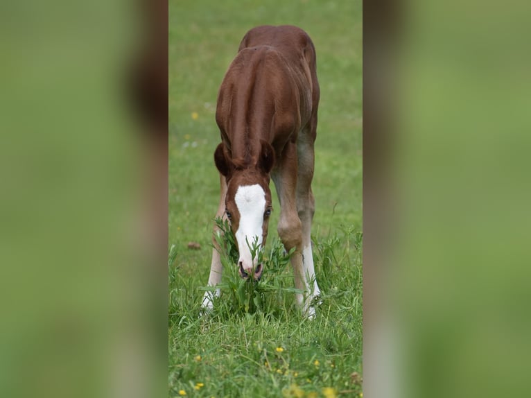American Quarter Horse Hengst  Rappe in Prosečné/Trutnov