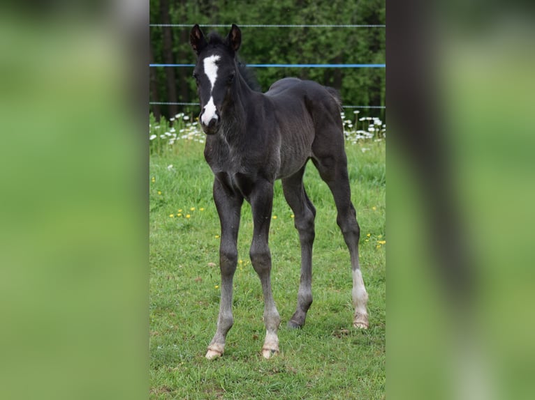 American Quarter Horse Hengst  Rappe in Prosečné/Trutnov