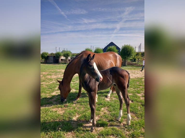 American Quarter Horse Hengst Fohlen (05/2025) Rappe in Dilbeek