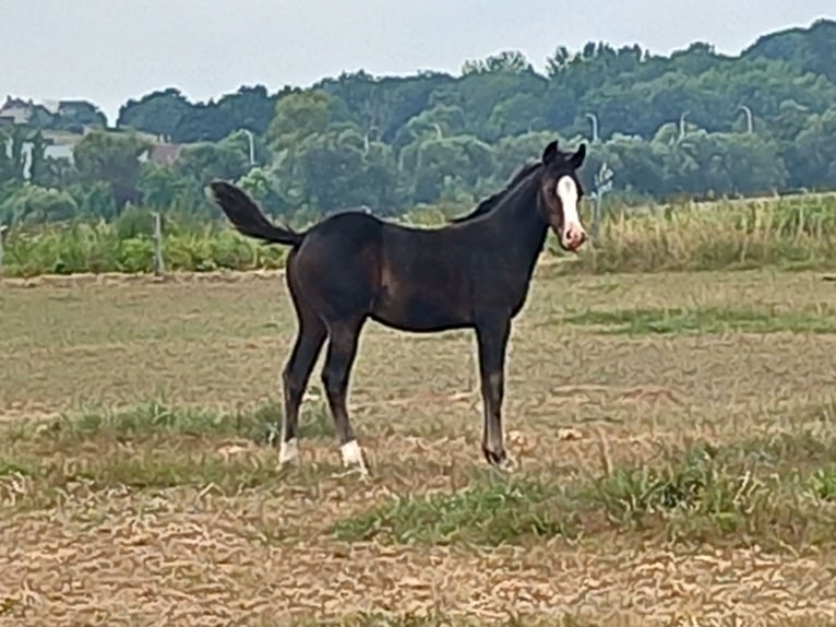 American Quarter Horse Hengst Fohlen (05/2025) Rappe in Dilbeek