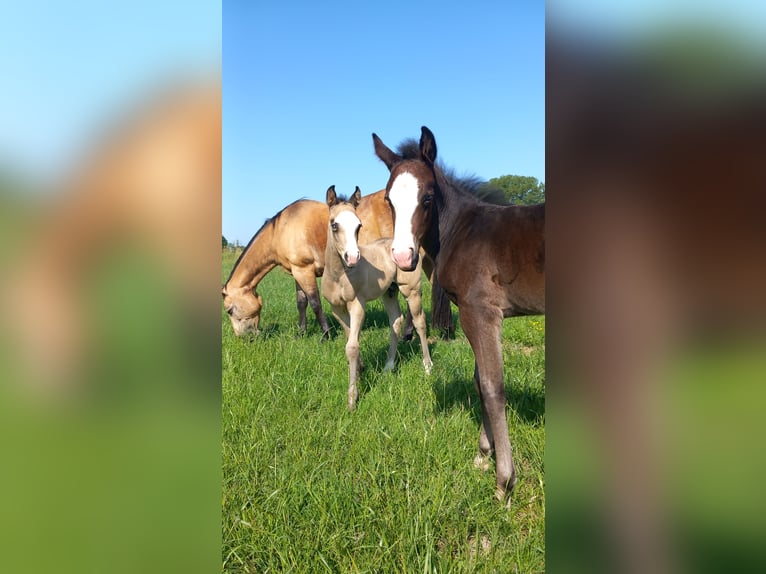 American Quarter Horse Hengst Fohlen (05/2025) Rappe in Dilbeek