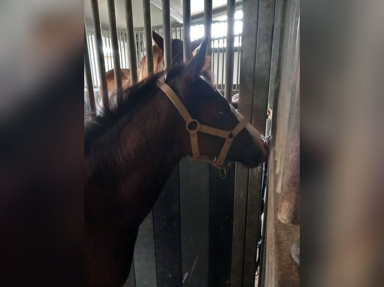 American Quarter Horse Hengst Fohlen (05/2025) Rappe in Dilbeek