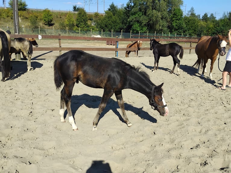 American Quarter Horse Hengst Fohlen (05/2025) Rappe in Dilbeek