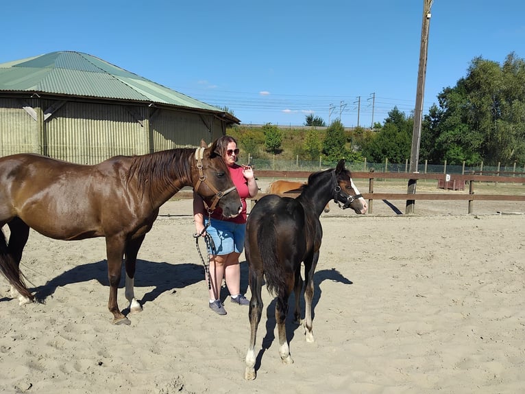 American Quarter Horse Hengst Fohlen (05/2025) Rappe in Dilbeek
