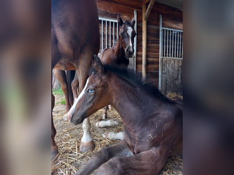 American Quarter Horse Hengst Fohlen (05/2025) Rappe in Dilbeek