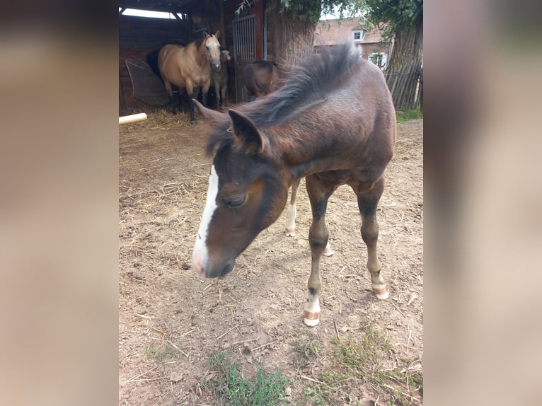 American Quarter Horse Hengst Fohlen (05/2025) Rappe in Dilbeek