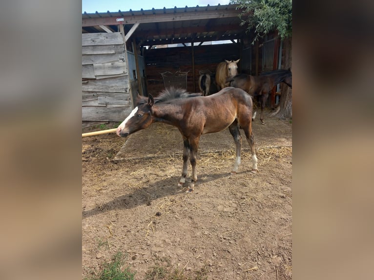 American Quarter Horse Hengst Fohlen (05/2025) Rappe in Dilbeek