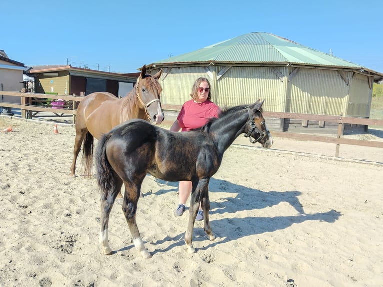 American Quarter Horse Hengst Fohlen (05/2025) Rappe in Dilbeek