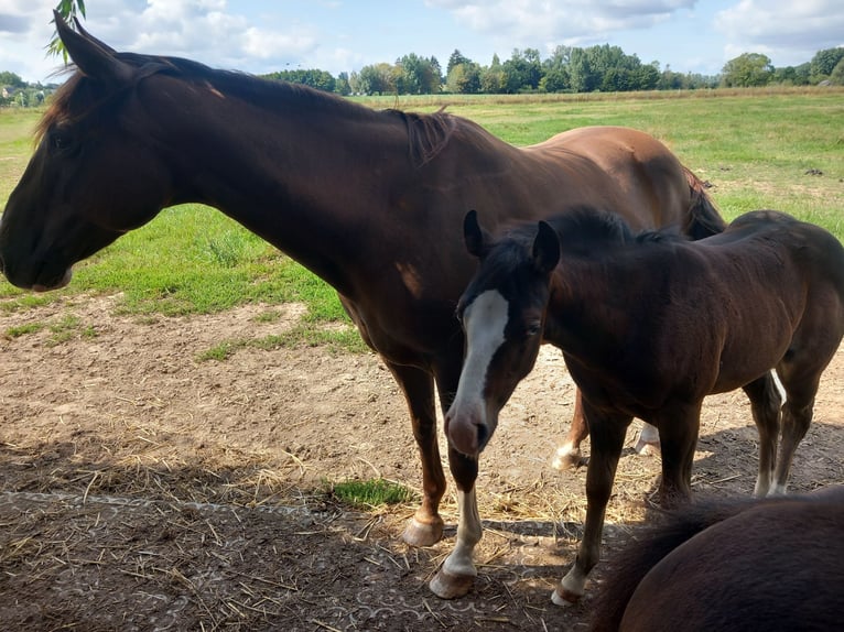 American Quarter Horse Hengst Fohlen (05/2025) Rappe in Dilbeek