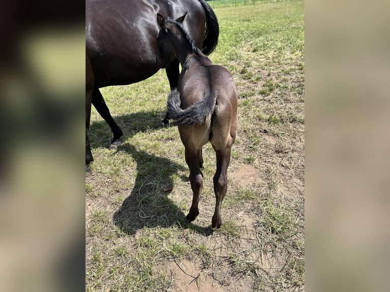 American Quarter Horse Hengst Fohlen (05/2025) Rappe in Herselt