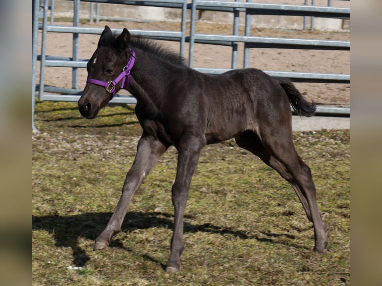 American Quarter Horse Hengst  Rappe in Kemnath