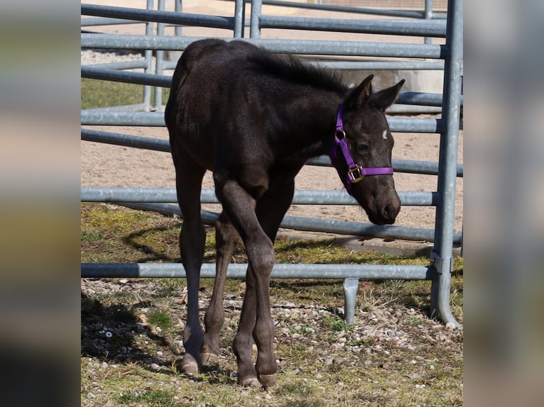 American Quarter Horse Hengst  Rappe in Kemnath