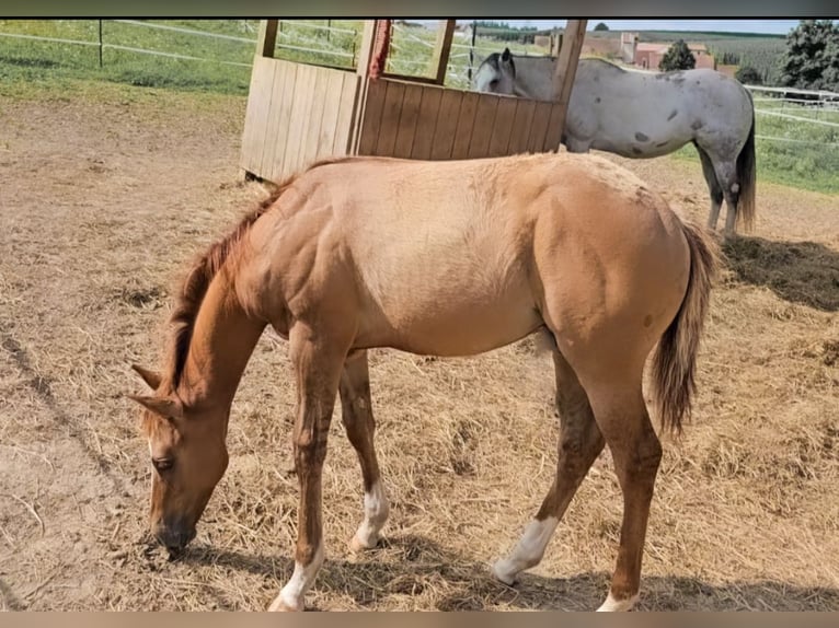 American Quarter Horse Hengst Fohlen (04/2024) Red Dun in Ingolstadt