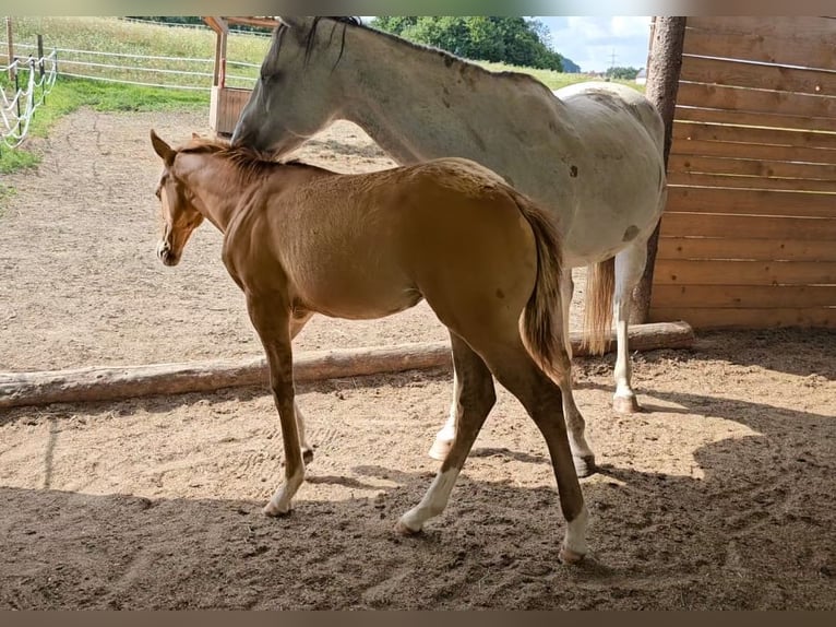 American Quarter Horse Hengst Fohlen (04/2024) Red Dun in Ingolstadt