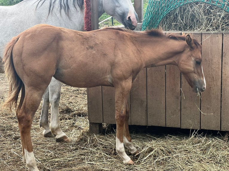 American Quarter Horse Hengst Fohlen (04/2024) Red Dun in Ingolstadt