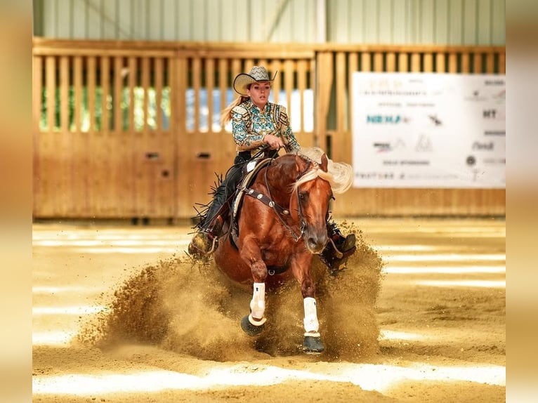 American Quarter Horse Hengst Fohlen (04/2025) in Salzgitter