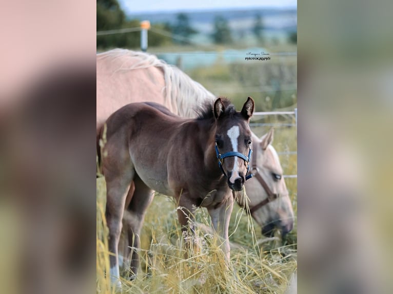 American Quarter Horse Hengst  in K&#xF6;nigslutter am Elm