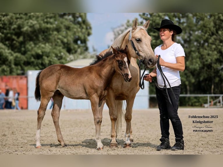 American Quarter Horse Hengst  in K&#xF6;nigslutter am Elm