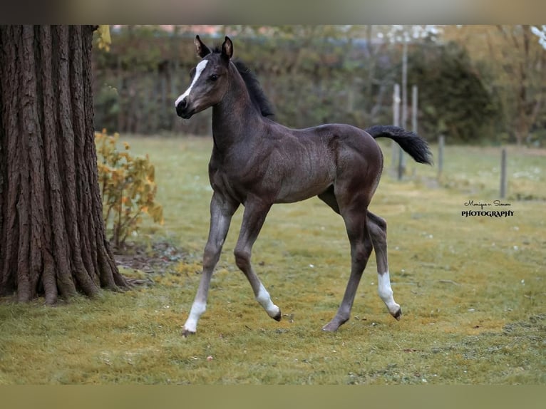 American Quarter Horse Hengst  in K&#xF6;nigslutter am Elm