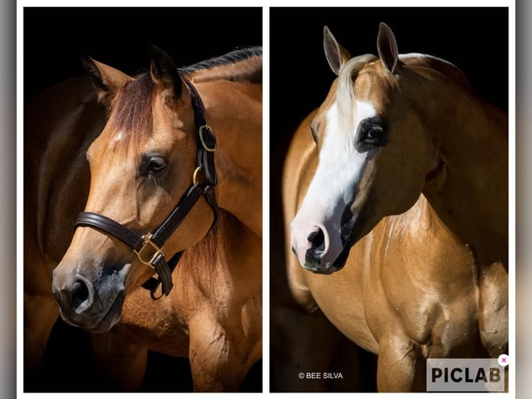 American Quarter Horse Hengst Fohlen (01/2025) in Mooslargue