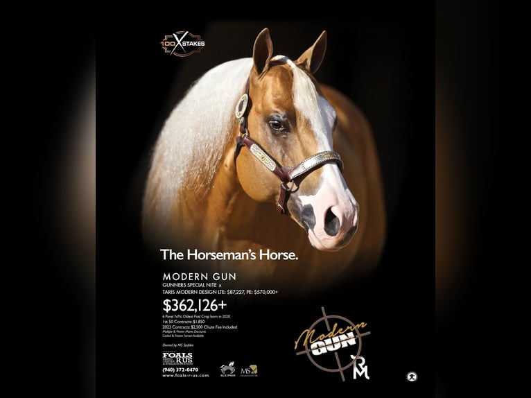 American Quarter Horse Hengst Fohlen (01/2025) in Mooslargue