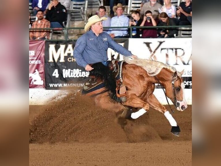 American Quarter Horse Hengst Fohlen (01/2025) in Mooslargue