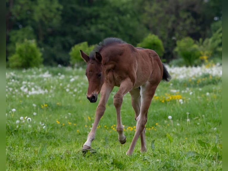 American Quarter Horse Hengst Fohlen (04/2026) Roan-Bay in Welzheim
