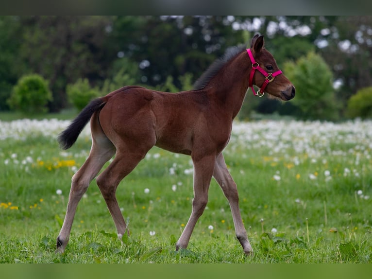 American Quarter Horse Hengst Fohlen (04/2026) Roan-Bay in Welzheim
