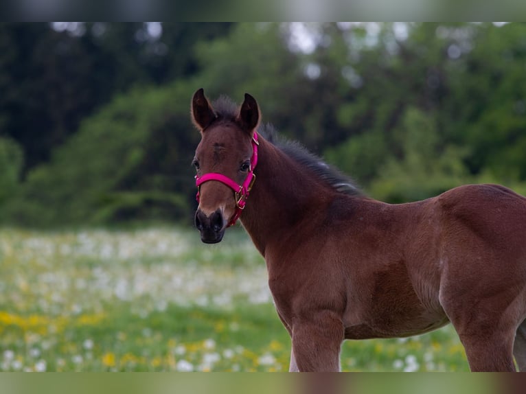 American Quarter Horse Hengst Fohlen (04/2026) Roan-Bay in Welzheim