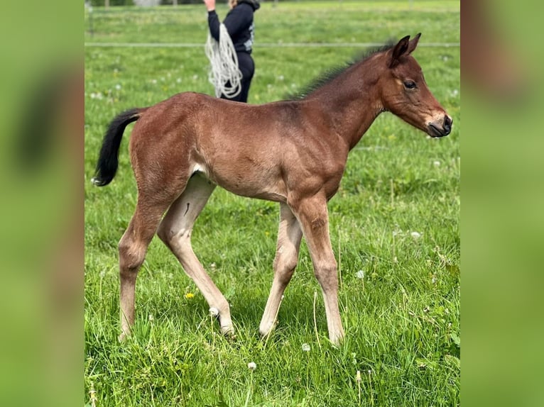 American Quarter Horse Hengst Fohlen (04/2026) Roan-Bay in Welzheim