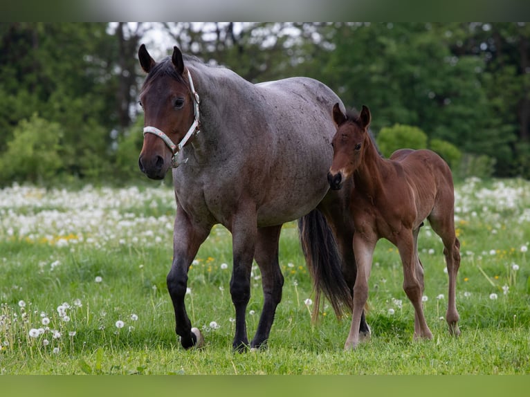 American Quarter Horse Hengst Fohlen (04/2026) Roan-Bay in Welzheim