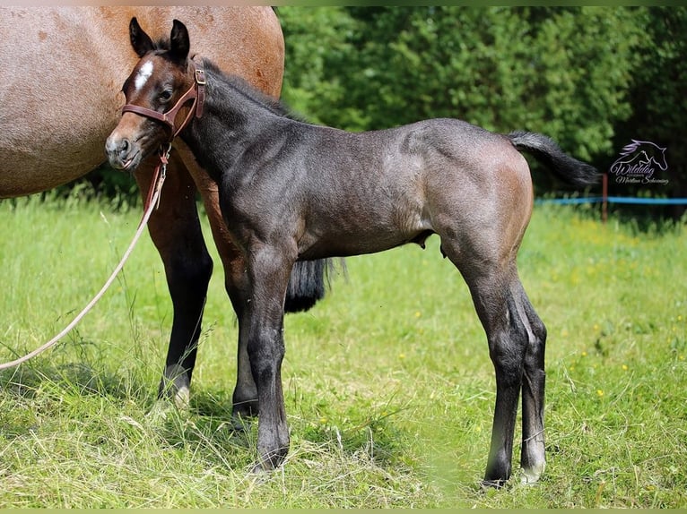 American Quarter Horse Hengst Fohlen (05/2026) Roan-Bay in Delitzsch