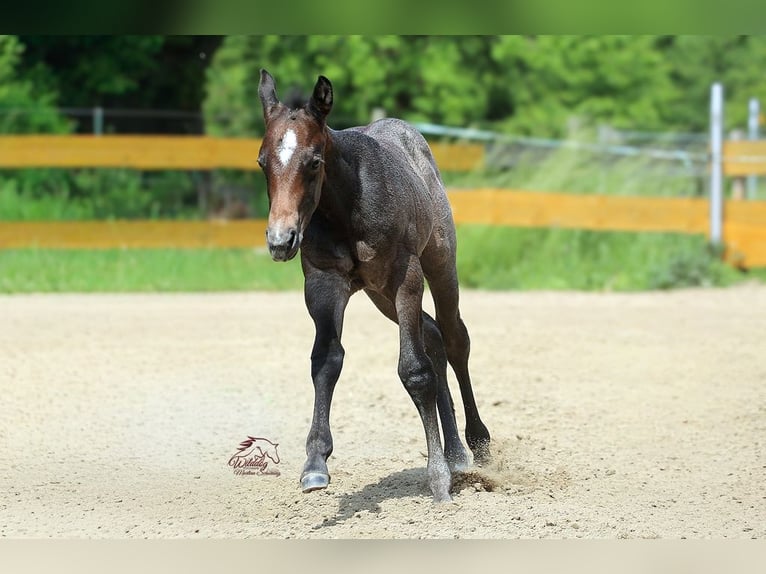American Quarter Horse Hengst Fohlen (05/2026) Roan-Bay in Delitzsch